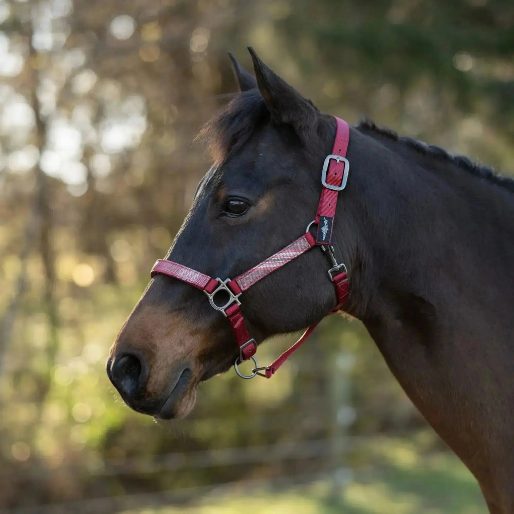 Reflective Nylon Halter with Textliene